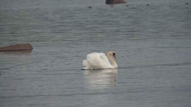 Wild mute swans (Cygnus olor) swim in the Baltic sea. Males adopt graceful attractive poses, graceful carriage of the head, fluid action, but... in this way they express hatred towards their neighbor
