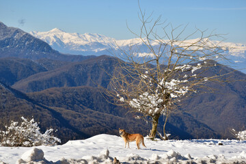 A lonely brown dog under a tree on a hill in winter