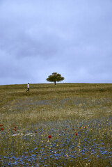 A lone tree on a hill in the middle of meadows and a path passing by the tree and a man walking along the path