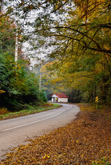 The path of the road in the heart of the autumn forest and the hut that is on the path, the leaves of the trees falling on the ground
