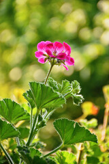 Single pink geranium flower with spring green trees background