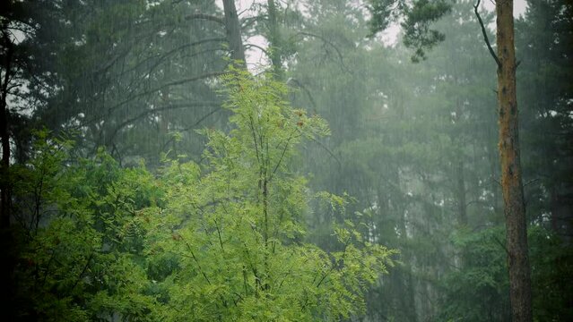 Showers rain in forest . Cascading water downpour drips down