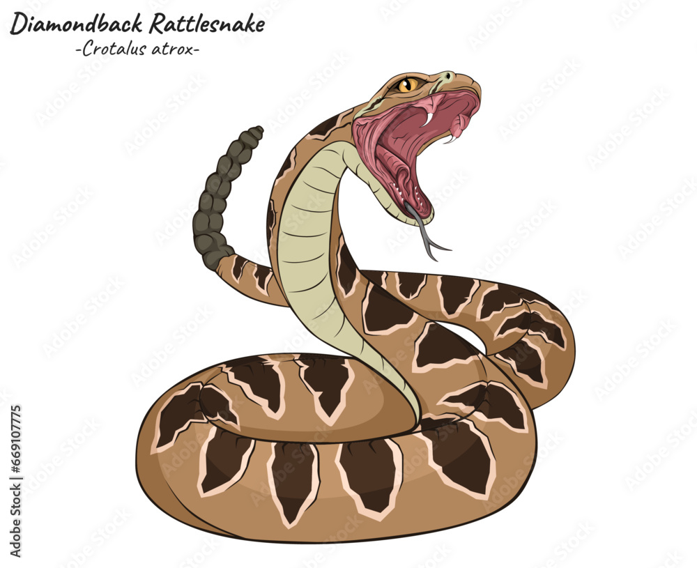 Wall mural diamondback rattlesnake crotalus atrox illustration