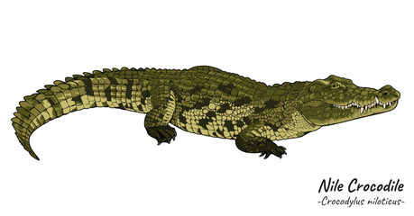 Nile crocodile Crocodylus niloticus illustration