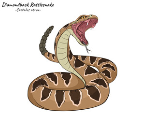 Diamondback Rattlesnake Crotalus atrox illustration