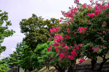 Fototapeta na wymiar The Korean traditional beautiful garden.