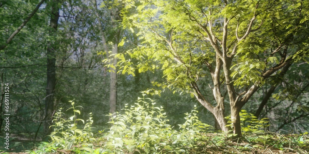 Wall mural green tree leaves and branches in forest