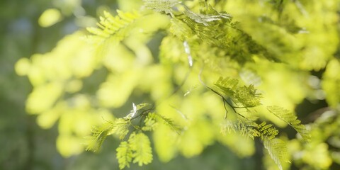 green tree leaves and branches in forest