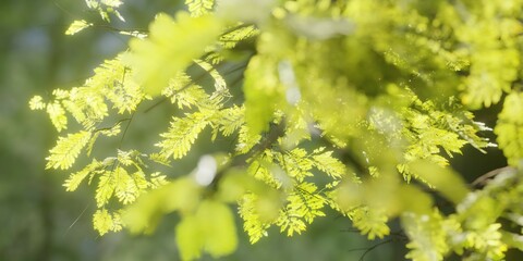 green tree leaves and branches in forest
