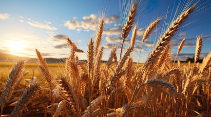 Closeup of an ear of wheat at the golden hour at dawn or dusk in a field cultivated - obrazy, fototapety, plakaty