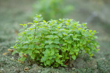Bush of moroccan mint (Genus Mentha). © Amalia Gruber