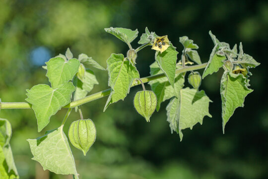 Habit of a groundcherry plant (Physalis peruviana).
