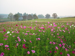 Beautiful of Sulfur Cosmos, or Mexican Daisy, Light pink, pink,purple, pinkish white has fragile petals of various colors that bloom in the sunlit garden. Scientific name: Cosmos bipinnatus Cav.
