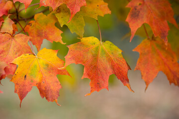 leaves in autumn