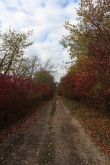 A dirt path with trees on either side of it