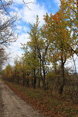 Obraz premium A dirt road with trees on either side of it