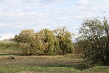 A grassy field with trees
