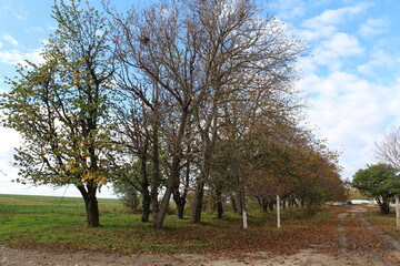 A group of trees in a field