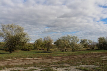 A field with trees and grass
