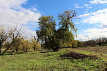 A grassy field with trees and a blue sky