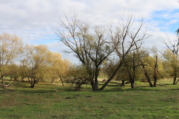 Obraz premium A group of trees in a field