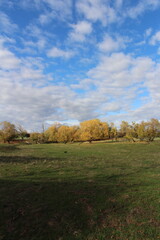 A field with trees and blue sky