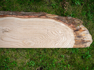 rough sawn board of seasoned air dried sycamore  closely related to maple  with bark waney live edge