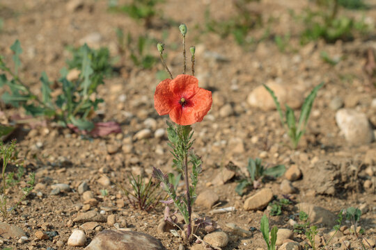 Poppy flower on uncultivated soil. Heat resistant plant.