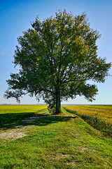 tree in the field - 669116532