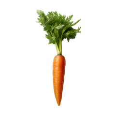 Fresh Carrots with Lush Greens