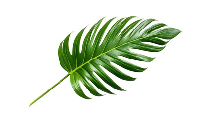 Palm leaf isolated on transparent background, Generative ai.
