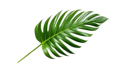 Foto auf Alu-Dibond Monstera Palm leaf isolated on transparent background, Generative ai.