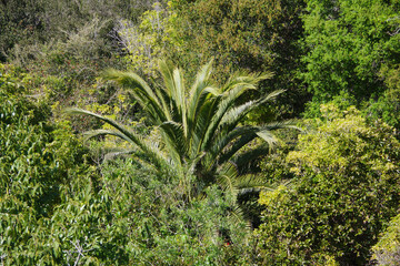 Palm tree in a coastal California forest