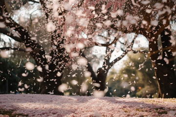 cherry blossom petals falling from the tree