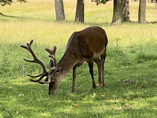 Red deer in the field