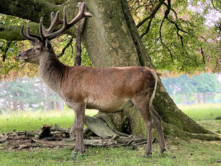 Red deer in the field