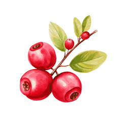 cranberry with leaves watercolor paint on white for food design