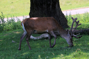Red deer in the field