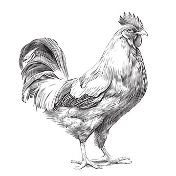 Rooster sketch hand drawn in doodle style illustration