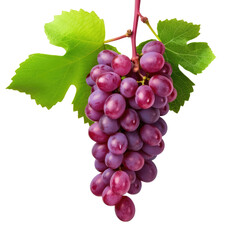 Fototapeta premium Grape Bunch