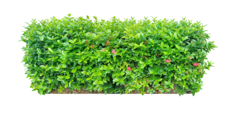 Ornamental plants and Green leafed bushes. (shrub) Square shape. For making fences and decorating the garden for beauty. (png)