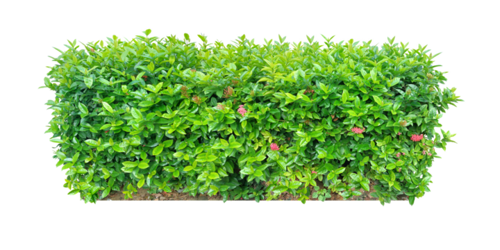 Ornamental plants and Green leafed bushes. (shrub) Square shape. For making fences and decorating the garden for beauty. (png)