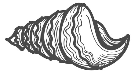 Cone sea shell icon. Black line fauna symbol