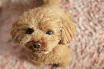 トイ・プードル