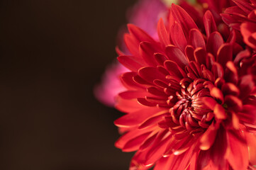 Vibrant red petals of a dahlia with copy space.