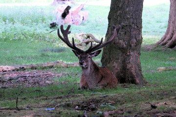 Red deer in the field