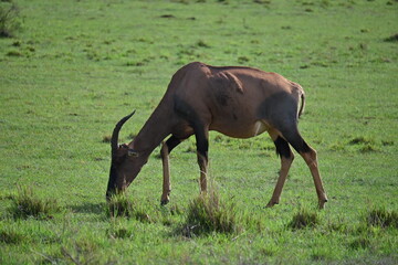 Topi eating in Maasai Mara National Park, Kenya