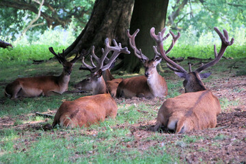 Red deer in the field