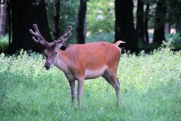 Red deer in the field