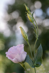 Lisianthus rosa